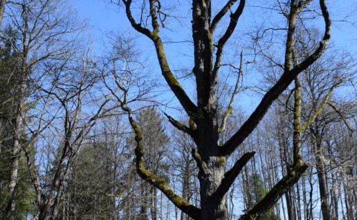 5_Juodalksnis Gumbulis (7)_r1.jpg